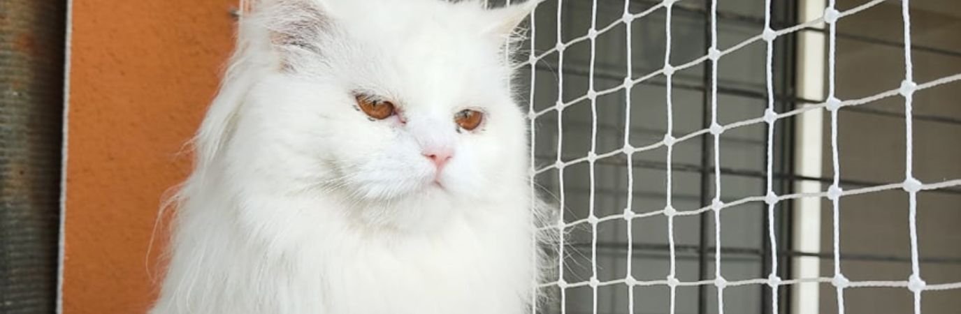 Pets Safety Nets Fixing in Whitefield